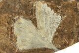 Two Fossil Ginkgo Leaves From North Dakota - Paleocene #215475-2